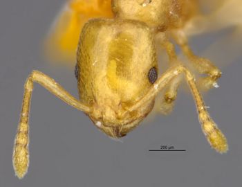 Media type: image;   Entomology 35823 Aspect: head frontal view